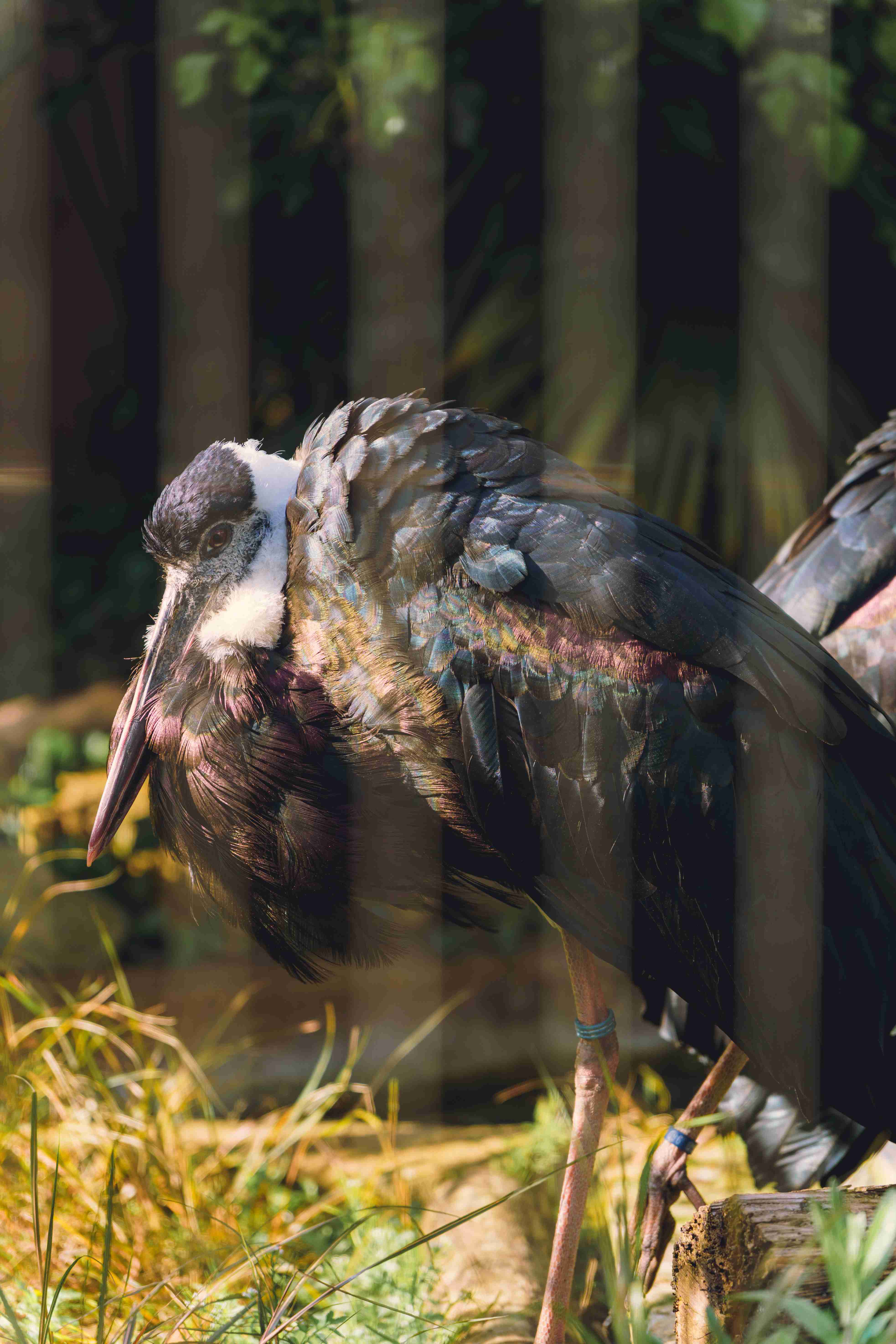 2 Wooly Necked Stork